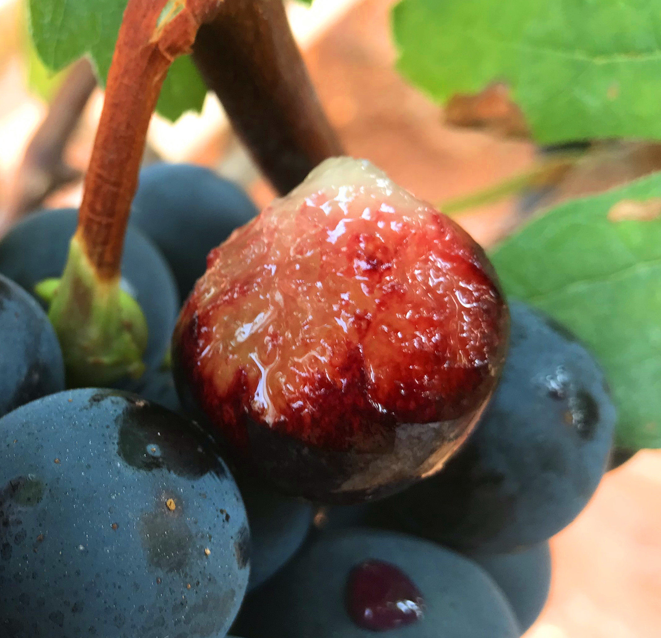 现货现摘云南夏黑葡萄新鲜葡萄无籽黑提孕妇水果非红提黑加仑巨峰