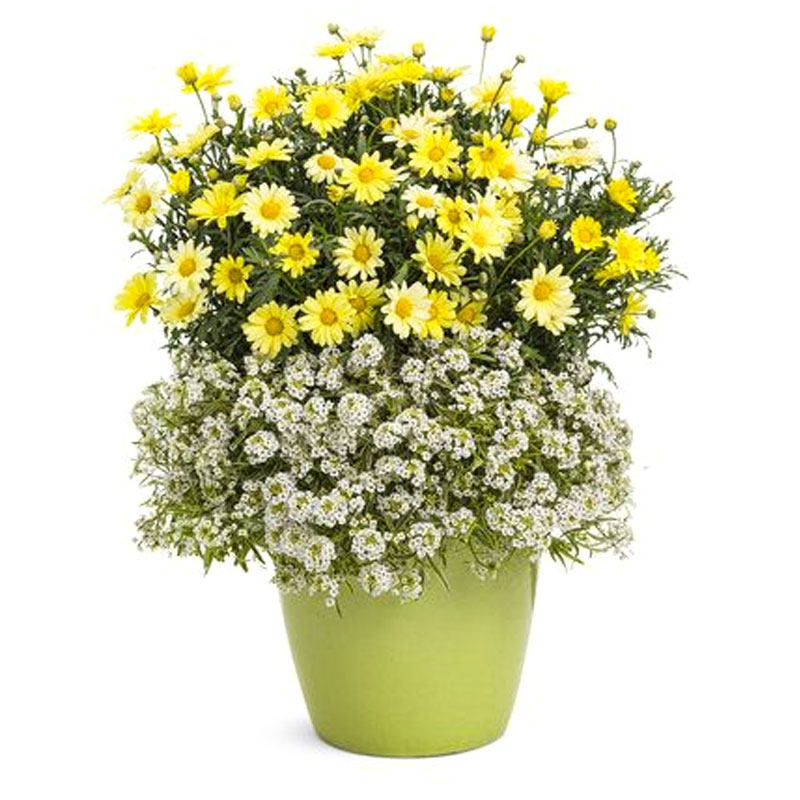 满天星种子菊花一年四季播种开花种植种籽花籽花种家庭园艺种子