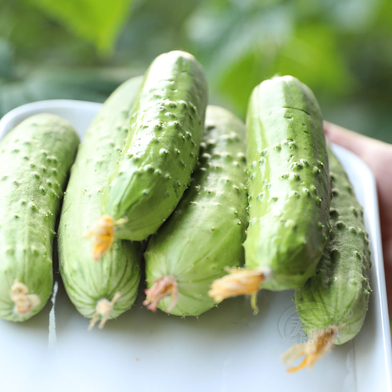 无架爬地黄瓜四季春季苗子蔬菜盆栽水果阳台家庭园艺种子