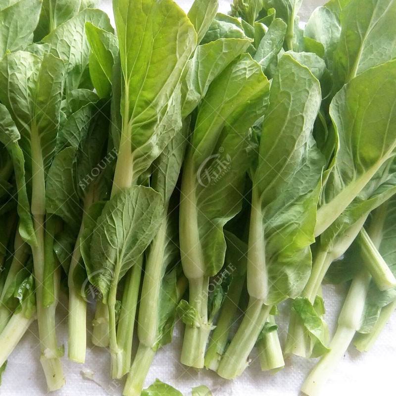 菜苔白菜苔菜心籽种菜籽芯莱孑菜蔬菜四季苔菜家庭园艺种子