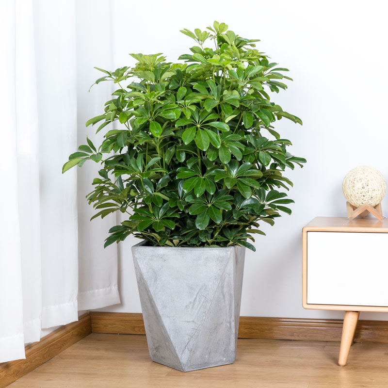 鸭脚木八方来七叶莲招财树盆栽办公室客厅大型绿植甲醛大型绿植