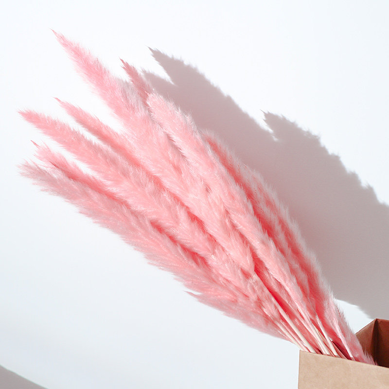 ins风网红粉色芦苇干花花束蒲苇家居摆设小清新摆件装饰插花真花