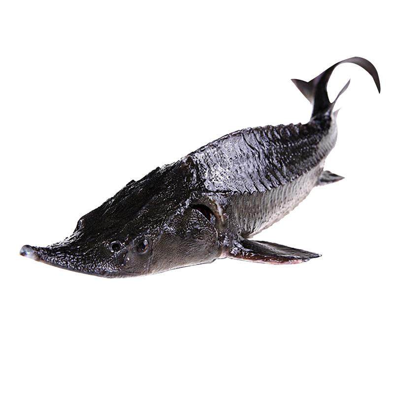 鲟鱼生鲜3斤1条鲜活速冻鲟龙龙鱼鳇鱼中华淡水鱼类