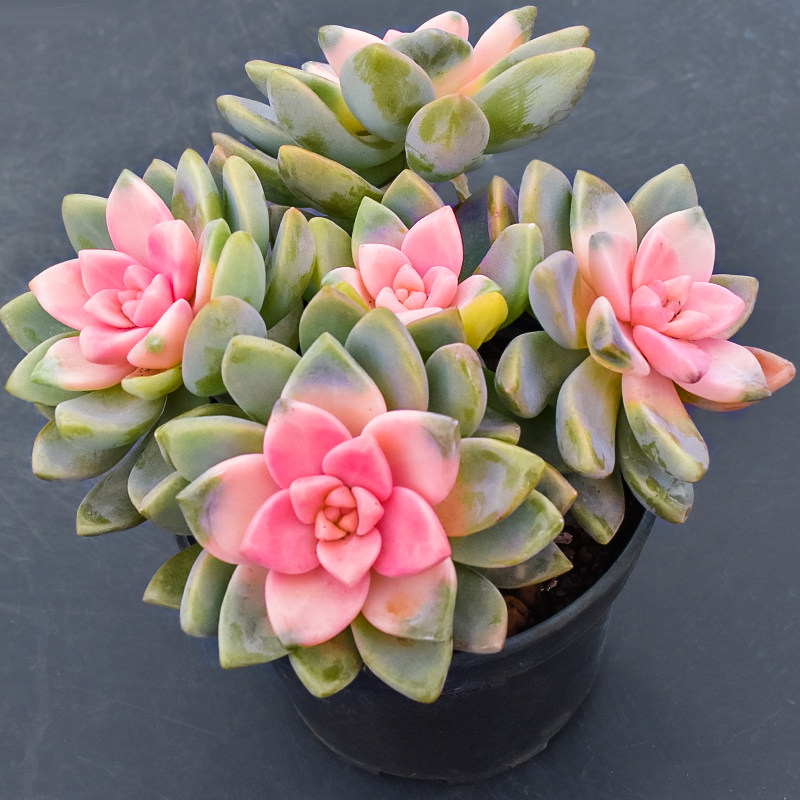 淡雪锦紫开花稀有品种精品多肉植物老桩大株多肉植物