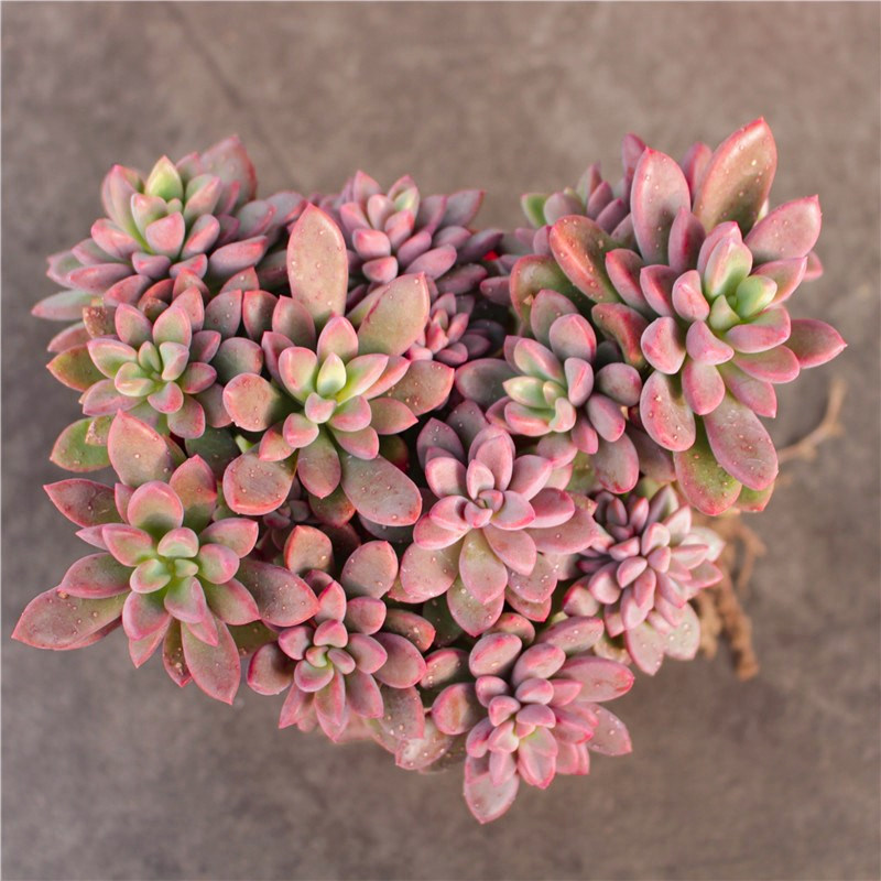 紫心群生老桩多肉植物稀有品种精品肉肉花卉多肉植物