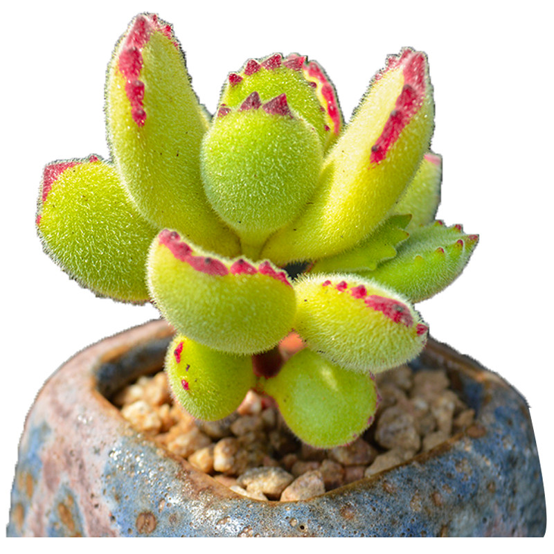 植物熊童子多稀有品种老桩多肉绿熊室内超萌多肉植物