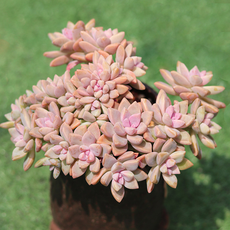 淡雪多肉植物群生老桩紫雾稀有品种大颗好养多肉植物