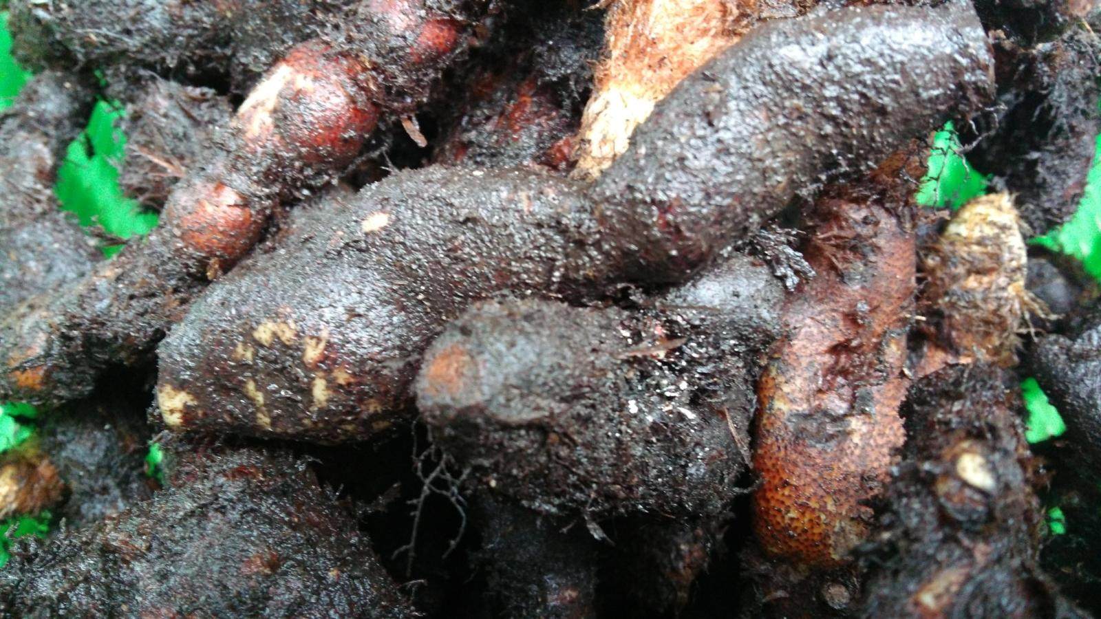 新鲜中草药骨碎补毛姜爬岩姜石岩姜猴姜申姜过山龙毛生姜鸡姜崖姜