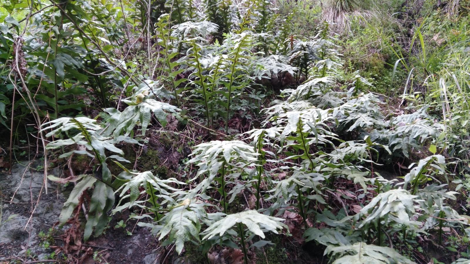 新鲜中草药骨碎补毛姜爬岩姜石岩姜猴姜申姜过山龙毛生姜鸡姜崖姜