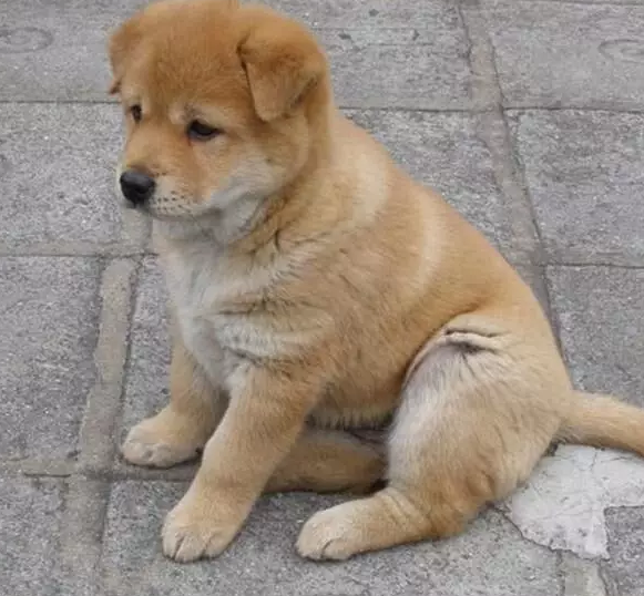 纯种中华田园犬幼犬狗崽黄狗看家护院犬纯黑畜牧