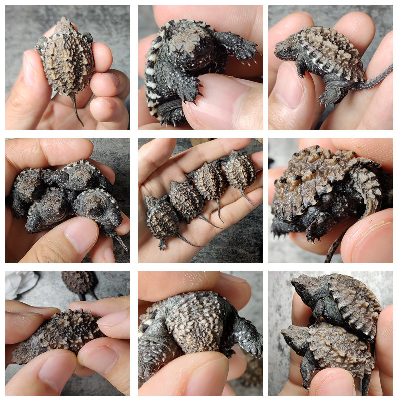 古文之河2022年野佛纯佛鳄龟幼苗活物宠物原种龟