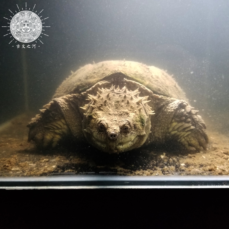 古文之河混沌原种佛鳄种爆刺王鳄龟苗宠物纯佛龟