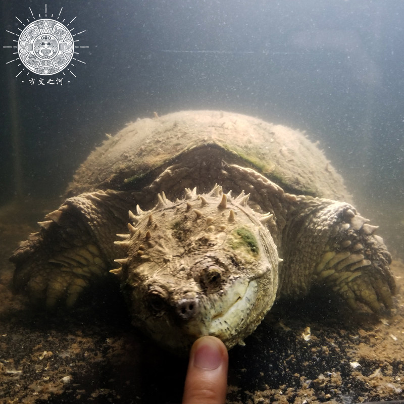 古文之河混沌原种佛鳄种爆刺王鳄龟苗宠物纯佛龟
