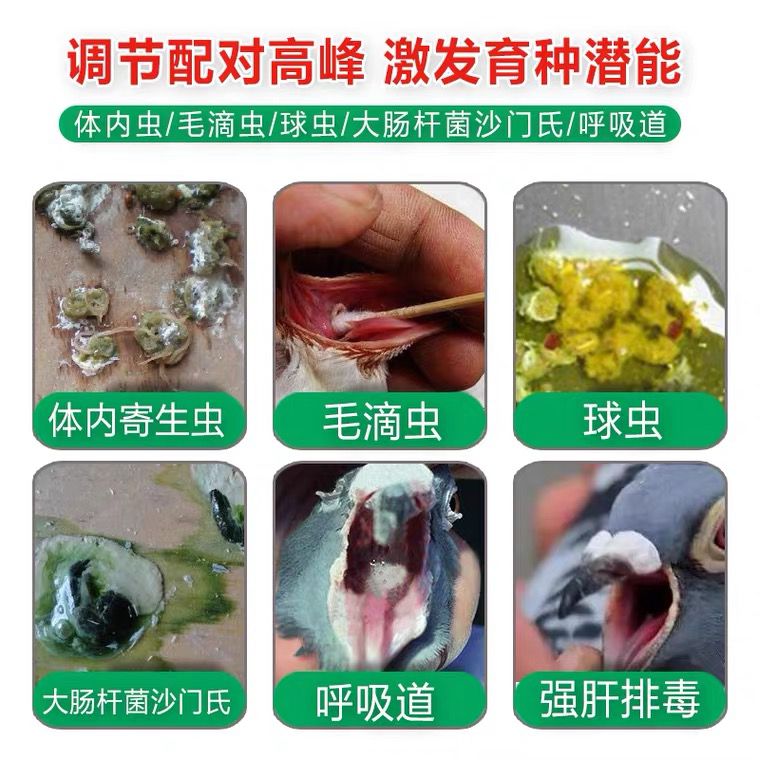 汉诺威鸽药种鸽调理套装信鸽鹦鹉用品清理呼吸道毛滴虫