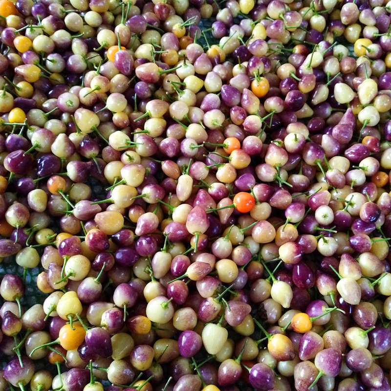 七彩椒 生辣椒广西现摘新鲜灯笼椒五色椒剁椒泡椒3斤装包邮五彩椒