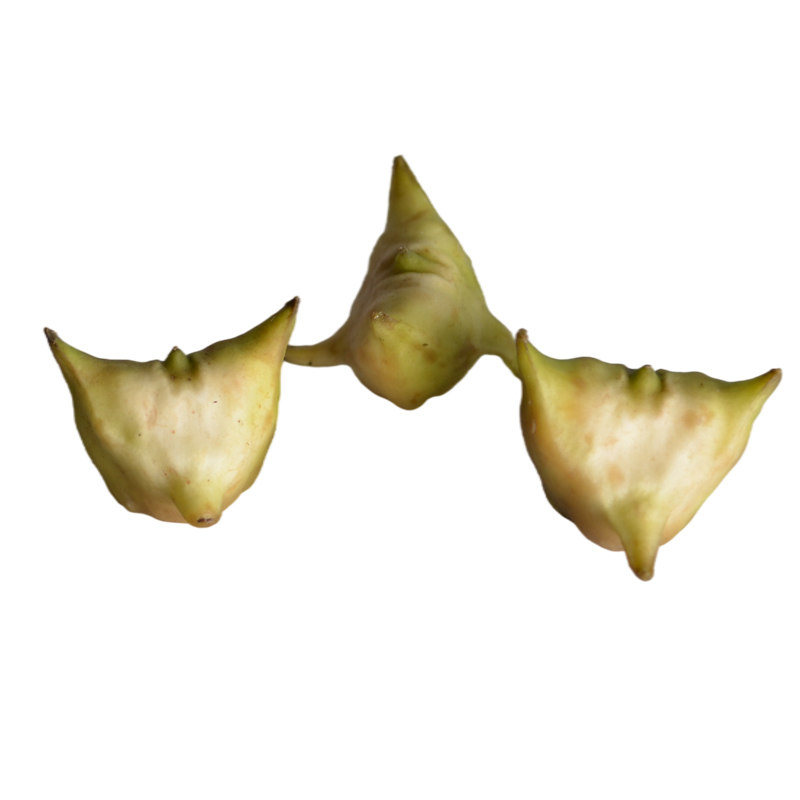 菱角四角苏北溱湖新鲜带壳野生农家香凌角棱角菱角