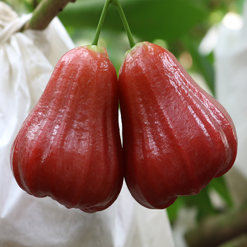 泰国水果海南雾莲热带新鲜孕妇当季莲雾