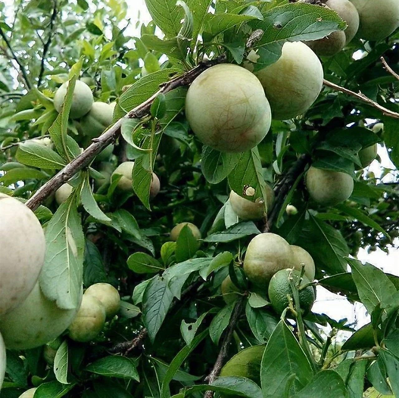 湖北五月青红麦李新鲜香甜甜酸李子5斤包邮现李子