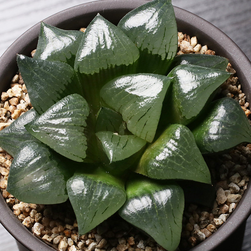 花定缘瓦苇实生12卷阿寒湖寿大型透窗非组培多肉绿植包邮