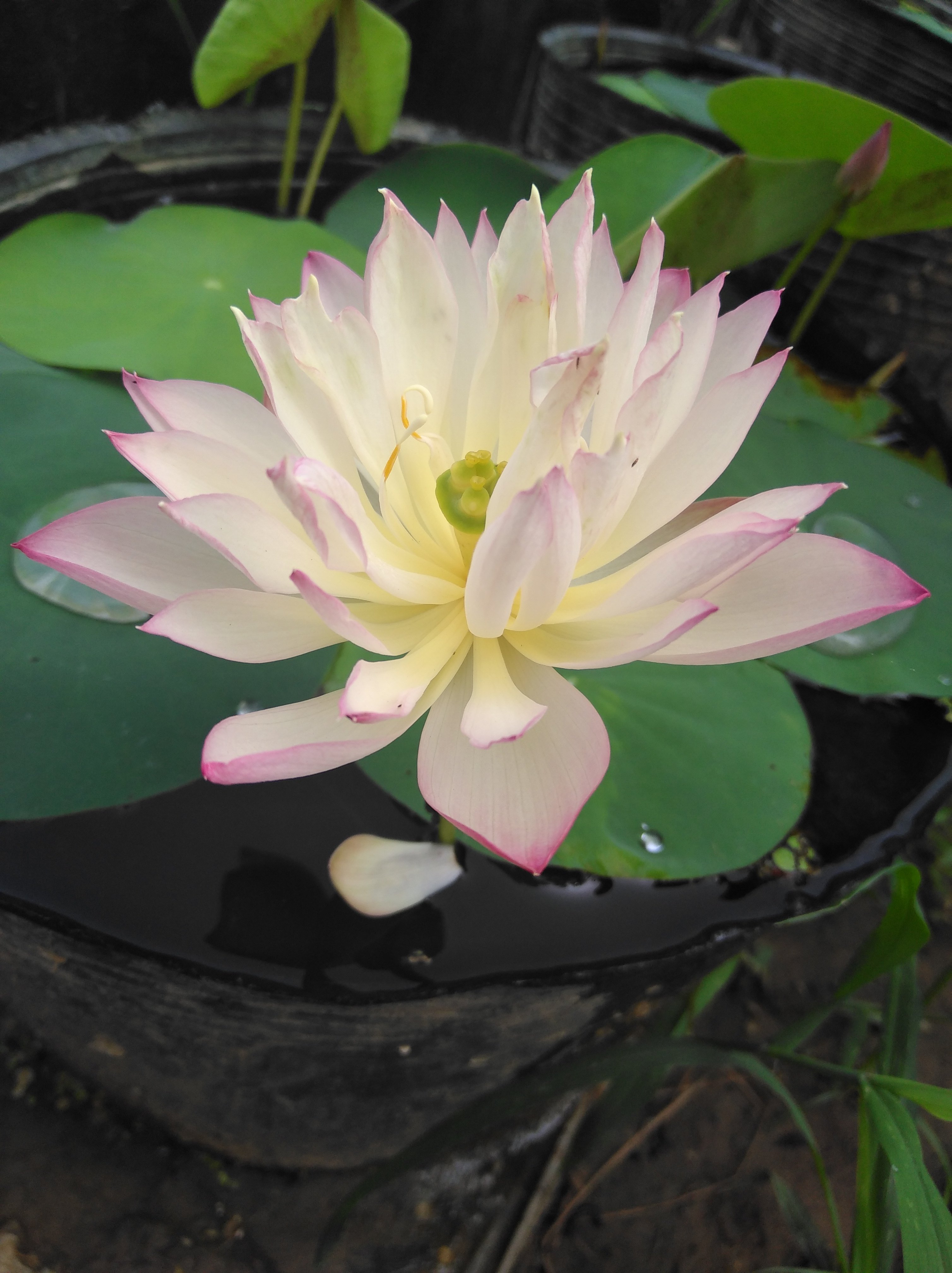 建国碗莲苑微型碗莲莲子盆栽莲花荷花种子花卉绿植室内水生易活