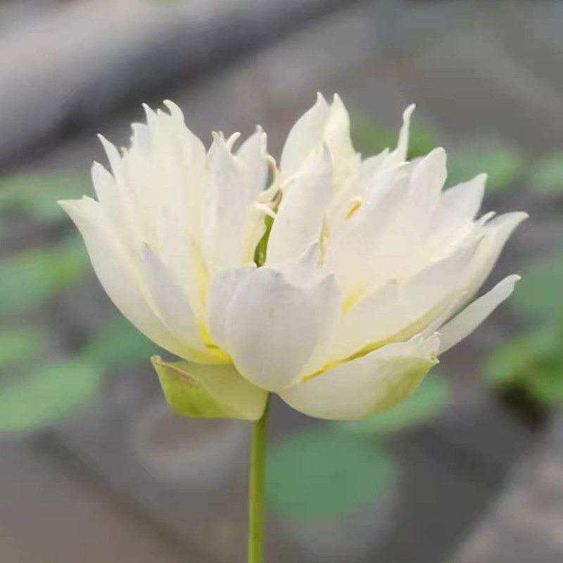 黄羚羊羚羊小型碗莲种藕苗荷花盆栽莲花水培观赏植物时令草本花卉