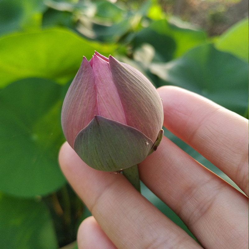 秦淮月夜中型碗莲荷花盆栽莲花阳台水培花卉花卉