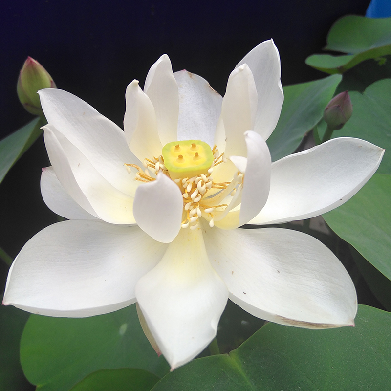 白玉碗莲种藕苗荷花盆栽莲花阳台水培观赏植物建国花卉