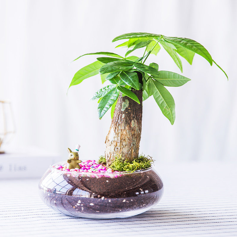 招财发财树盆栽植物客厅桌面摆件净化空气室内好养绿植