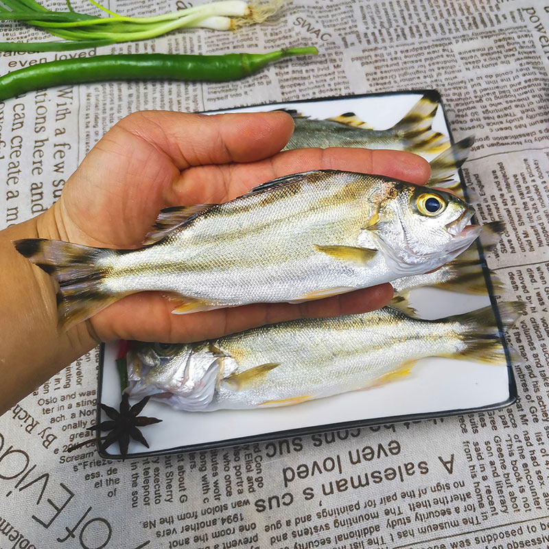 湛江海鲜新鲜沙古头天然甘草草鱼茂公鱼深海鱼黄鱼