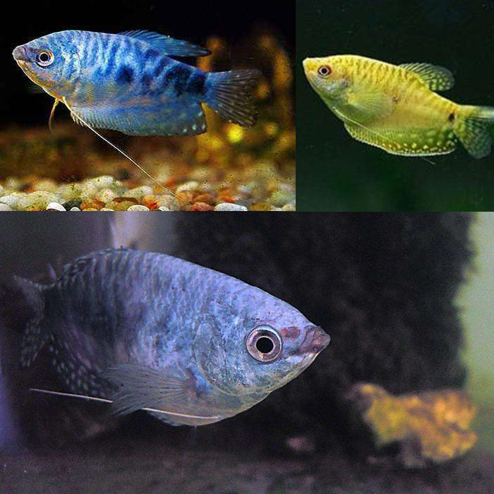 曼龙鱼蓝曼龙黄曼龙精品水族鱼缸宠物热带观赏鱼好养易活
