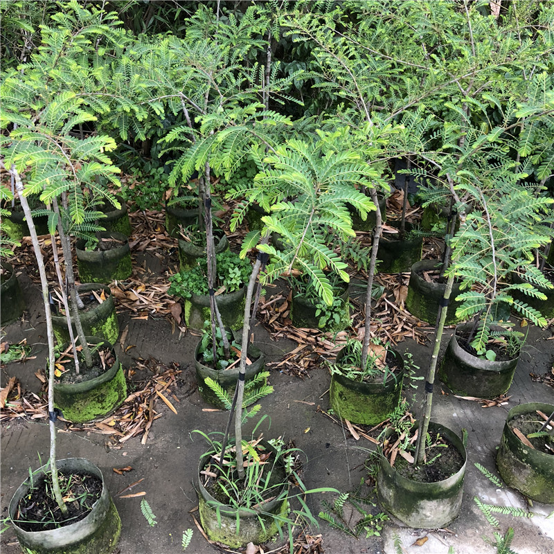 新品种油甘果苗余甘果苗 嫁接油甘果树苗油甘仔树苗耐寒果树苗