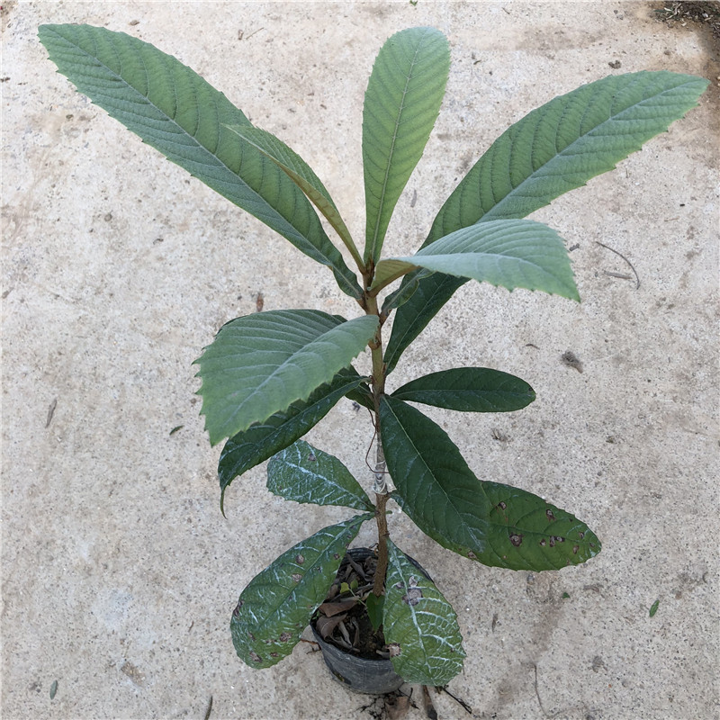 南方果树树苗特大枇杷苗树嫁接庭院盆栽地栽果树