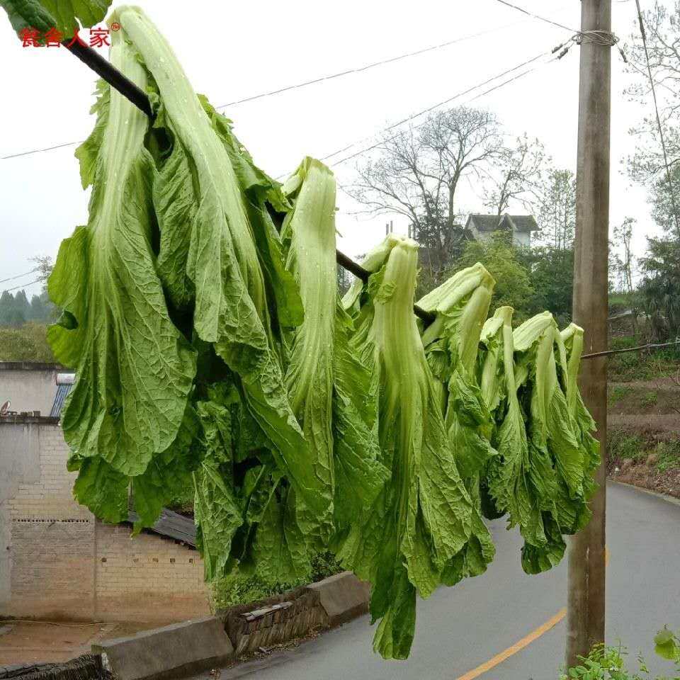 芥菜新鲜5斤免邮贵州特产蔬菜包心大叶青菜其它