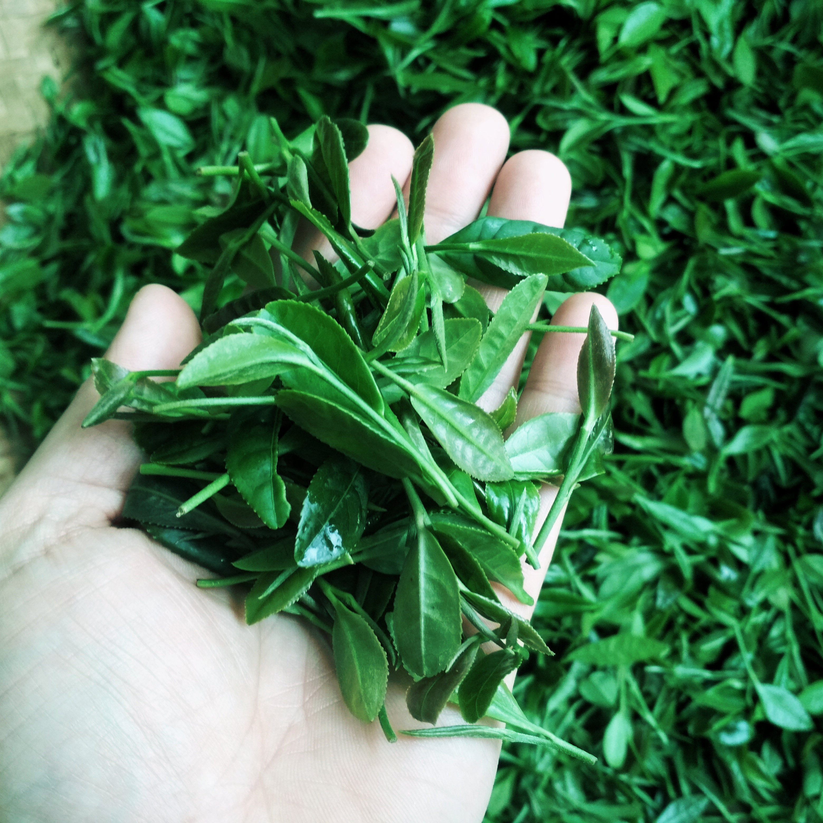 山东泰安特产泰山女儿茶高山云雾绿茶一罐拍2罐送手提袋