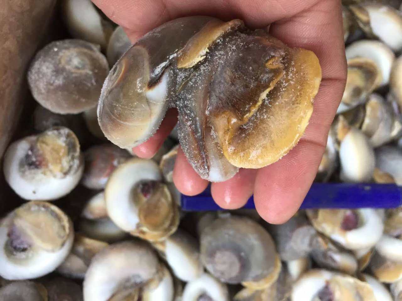 冷冻大香甜螺红香相思螺玉肚脐海鲜1箱20斤贝类制品