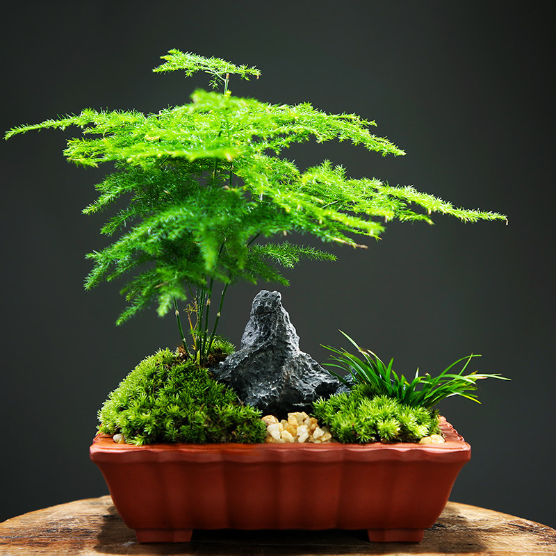 颂村文竹盆栽植物室内微盆景金钱菖蒲苔藓紫砂盆日式禅意桌面绿植