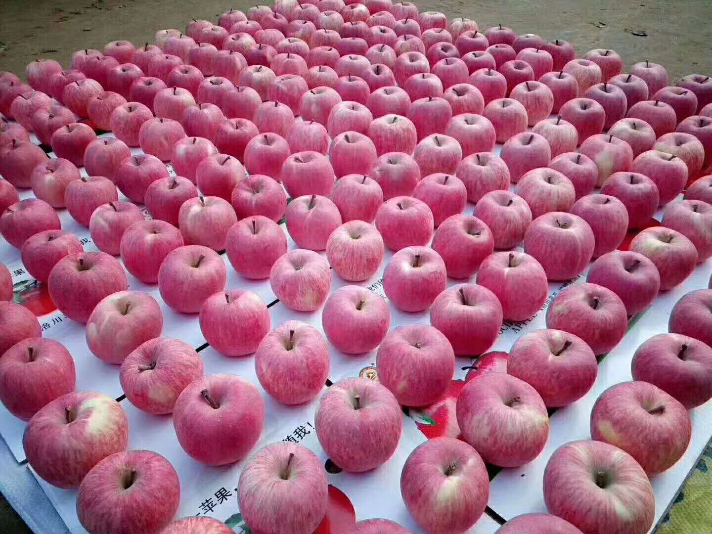 红富士苹果山西十斤发脆翼城现摘新鲜晚熟富硒苹果