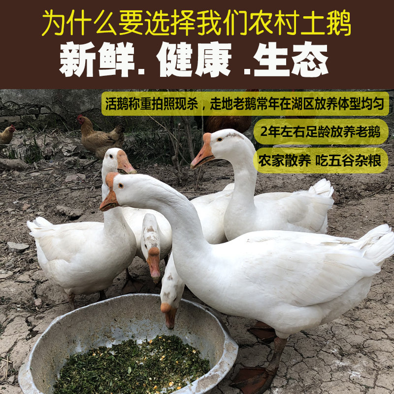 洪泽湖农家散养土鹅 老鹅新鲜老鹅大白鹅肉笨鹅草鹅 鲜活现杀整只