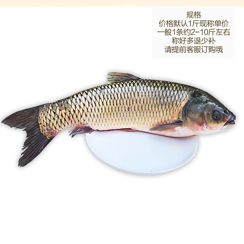 鱼草新鲜淡水鱼生态草鱼青鱼鲜活活体3斤现杀淡水鱼类