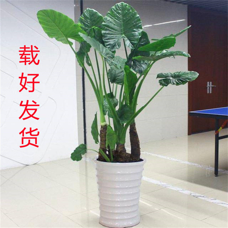 滴水观音盆栽大型绿植客厅水培植物霸王室内大型绿植