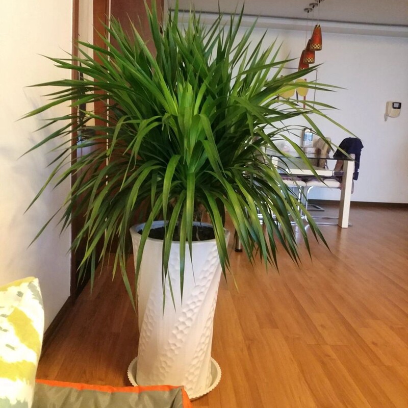 龙血树 大型植物 室内客厅特价多头龙须树大盆栽植物四季常青包邮