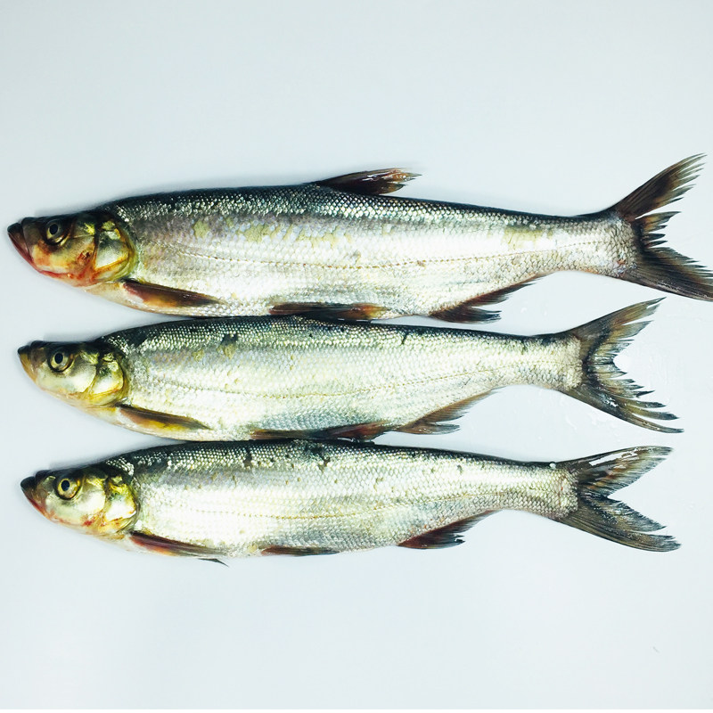 翘嘴鲌湖北丹江口特产大白刁子鱼野生现杀新鲜鲜活白鱼500g翘嘴鱼