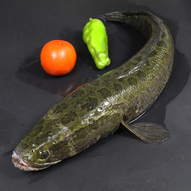 黑鱼新鲜湖北原生态乌鱼蛇鱼生活鱼鲜活活现500g淡水鱼类