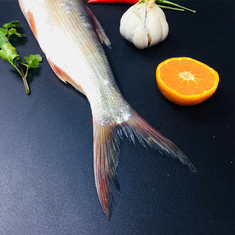 翘嘴红尾子鱼鲜活鱼条白鱼条鱼刁鱼新特产湖北淡水鱼类