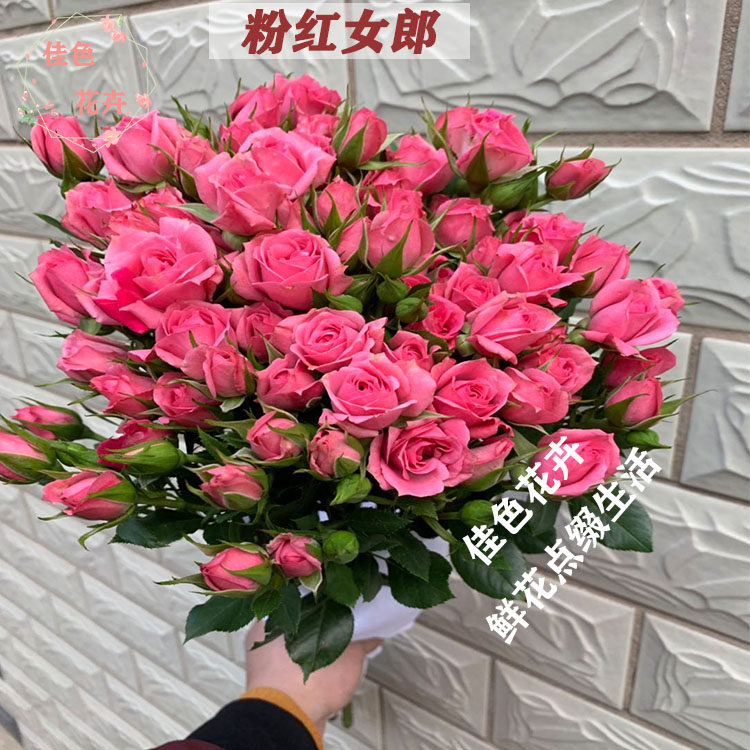多头玫瑰鲜花基地地直粉红女郎波赛家用婚礼办公室鲜花速递同城