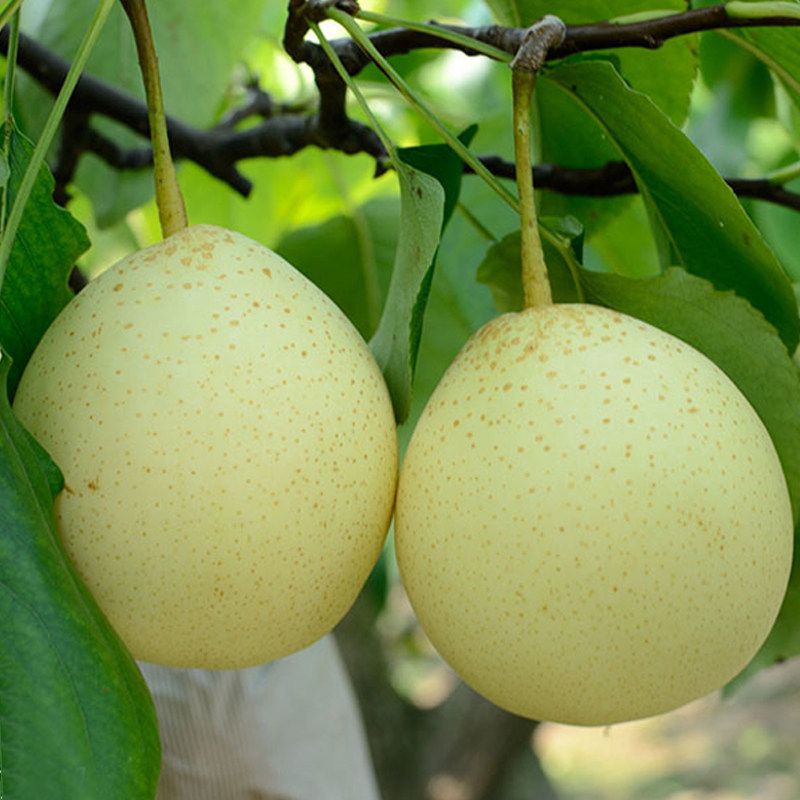 山东产地五斤地直现发阳信现摘多汁脆甜七号梨