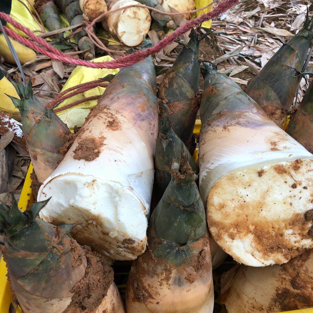 新鲜广东潮汕揭阳山林竹笋鲜笋现挖当季脆嫩竹笋