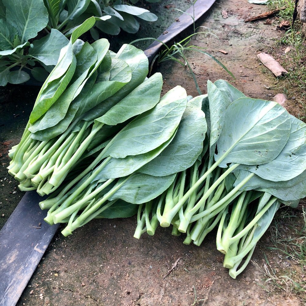 广东潮汕农家新鲜芥蓝自种叶菜脆嫩鲜1斤装6斤叶菜类