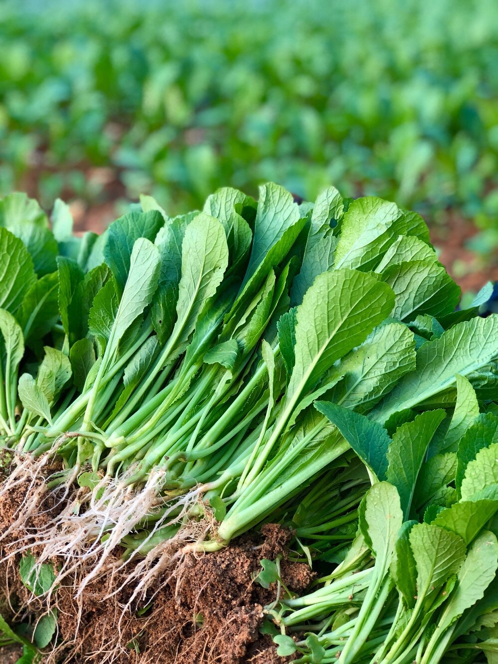 新鲜广东潮汕食用菜苗小春蔬菜1斤6斤包邮可叶菜类