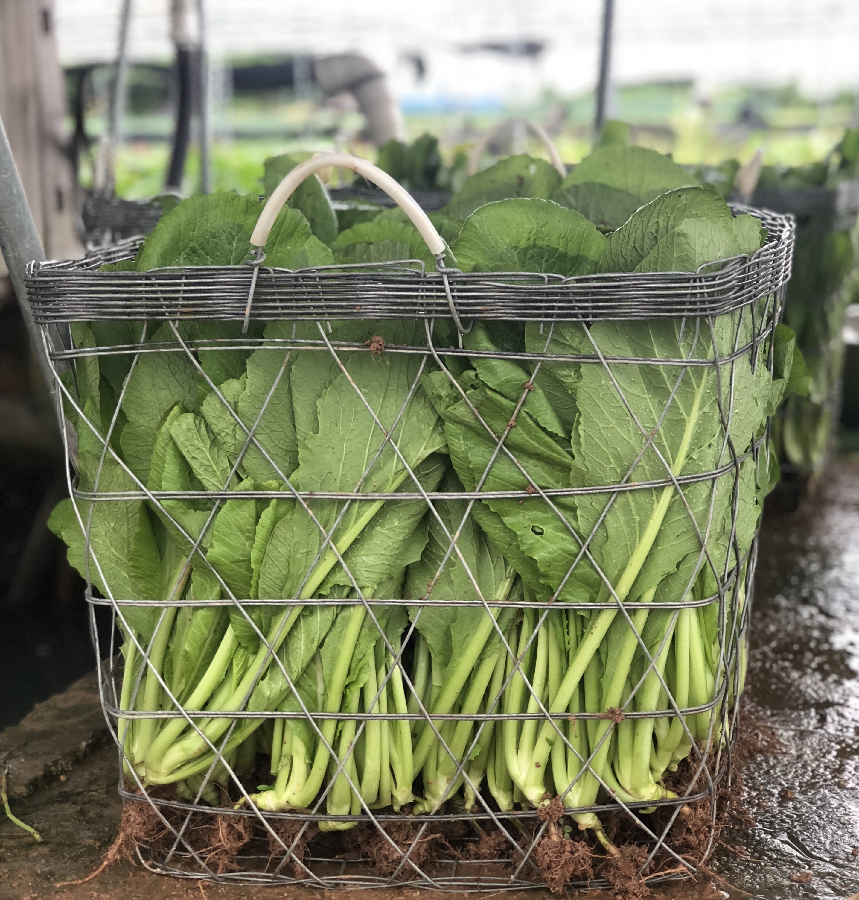 广东潮汕新鲜春菜 新鲜蔬菜 无公害农产品 省内3斤 省外6斤包邮